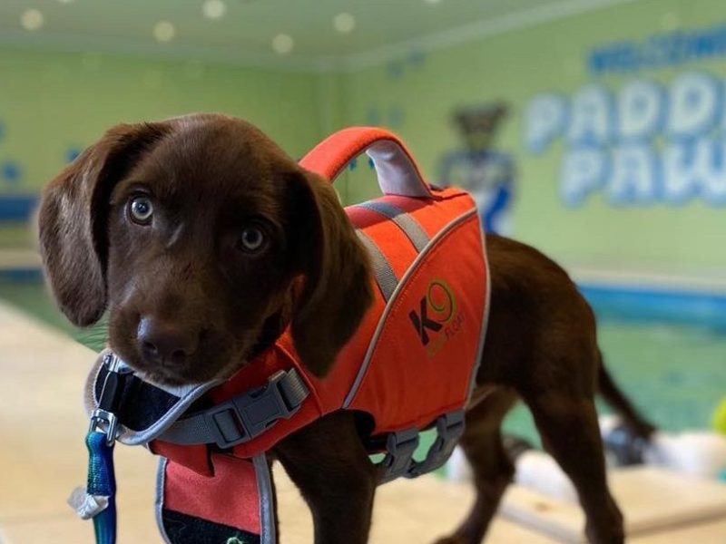 9 Fun Things to Do With Your Dog in Wakefield & Five Towns