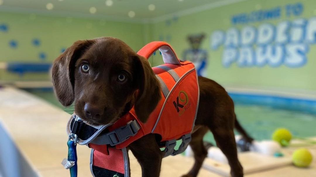 9 Fun Things to Do With Your Dog in Wakefield & Five Towns