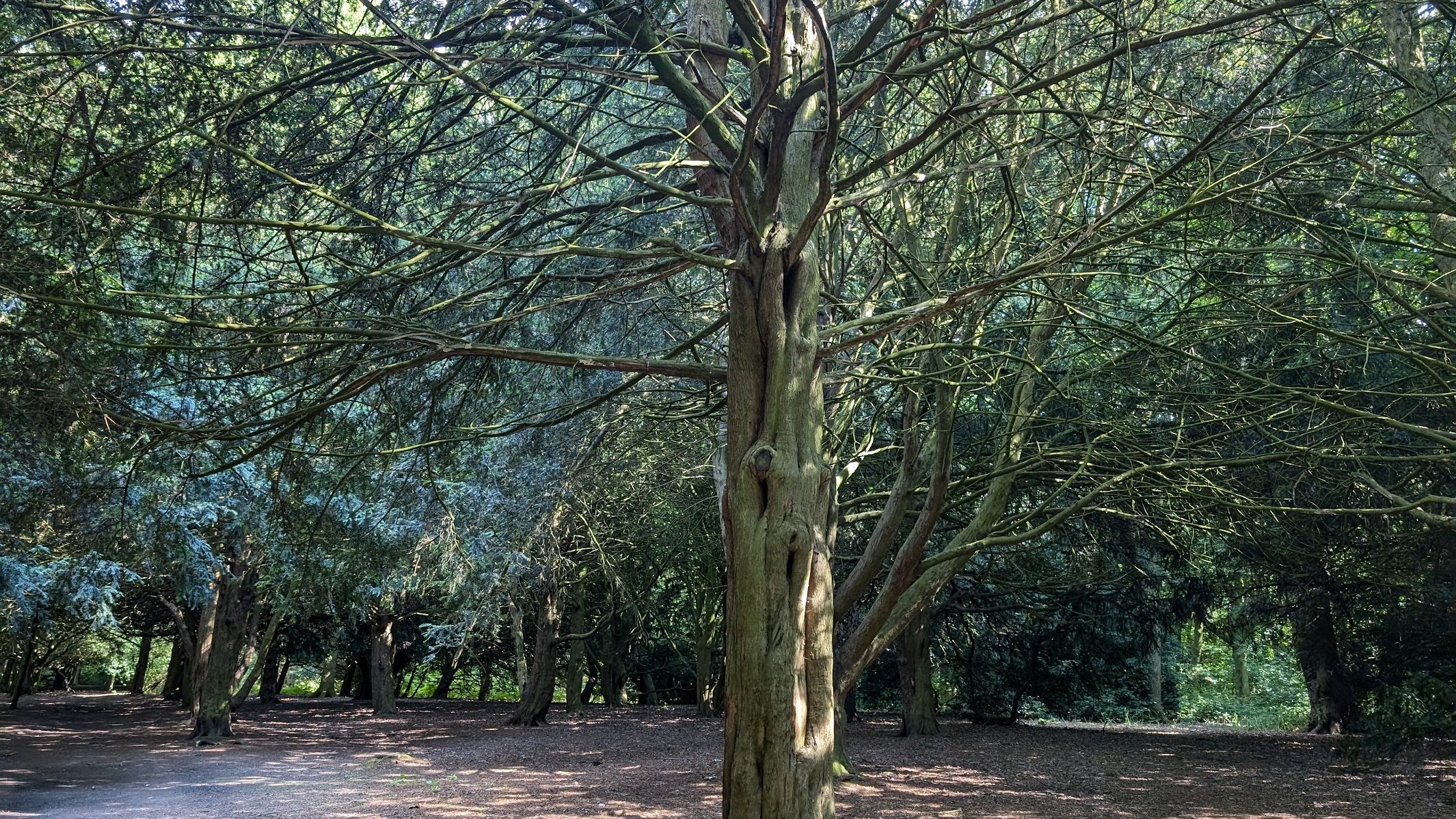 7 Best Forest Walks in Wakefield & Five Towns