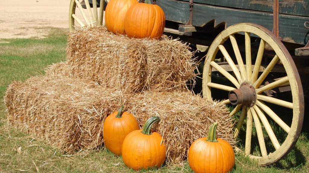Pumpkin Picking Across the Wakefield District and Five Towns