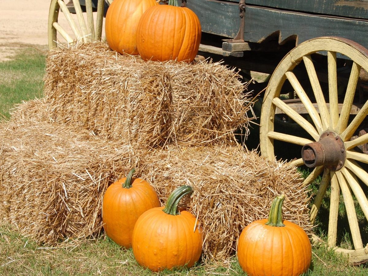 Pumpkin Picking Across the Wakefield District and Five Towns
